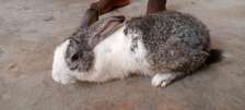 Lapin Mâle Mature