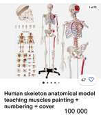 Modèle squelette humain éducatif