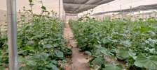 Serre agricole