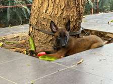Berger malinois