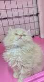 Chaton british longhair