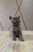 Scottish fold et straight / british shorthair