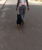 Dresseur éducateur canin maître chien