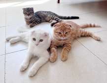 Scottish Fold