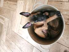 Berger belge malinois