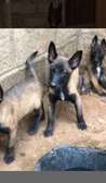 Chiots Berger Malinois