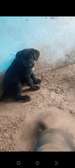 Chiots Cane Pure Race