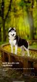 Maître chien dressage et vente de chien