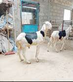 Jeune male ladoum