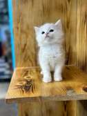Chaton angora pure race