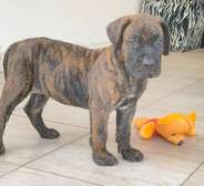 PRESA CANARIO