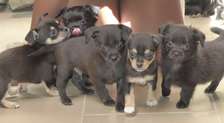 Occasion Rare ...Chiots Chihuahua disponibles