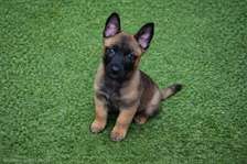 Berger Belge malinois mâle