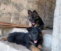 Chiot berger allemand