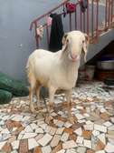 MOUTON TABASKI