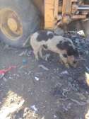 Cochon
