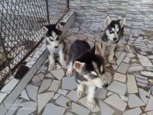 Husky Siberien vacciné