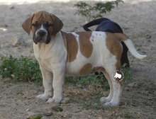 chiots boerboels