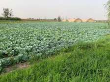 TERRAIN  7 HECTARES  Keur Moussa, village de Keur Sega