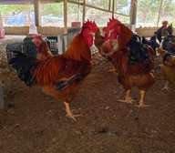 Goliath et Rainbow. Poussin, démarrés, reproducteurs