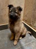 Chiots Berger allemand à vendre
