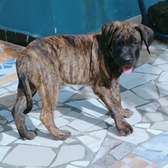 Chiot Presa Canario