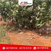 Terrain à arbres fruitiers à vendre à Sindia