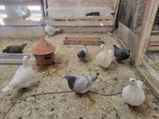 Pigeons de race