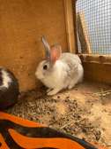 Paire Lapin