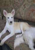 Husky femelle 4mois❤️