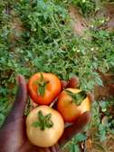 Champ Agricole à vendre à Keur Magueye Ndao