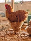 Poussins Poule de race