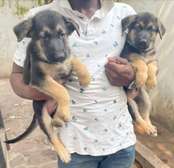 Berger Allemand male et femelle