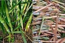 Bouture de Maralfalfa