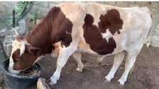 Geniteur holstein rouge.