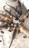 CHIOTS MALINOIS