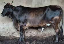 Vache race Goudali amélioratrice de troupeau laitier/viande