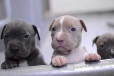 chiot pitbull red noise