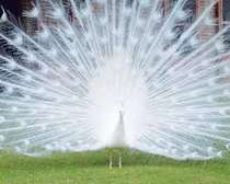 Paon bleu et paon blanc adulte plumage spectaculaire jardin