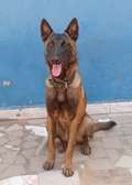 Mâle Berger Malinois