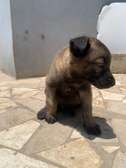 Malinois charbonnés à vendre
