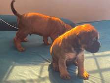 Boerboel