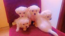 Bichon havanais pur race très blanc