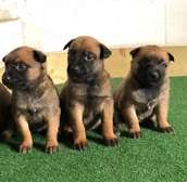 Excellent chiots berger malinois