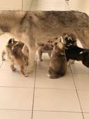 Husky de Siberie