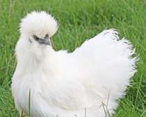 Poulet d’ornement