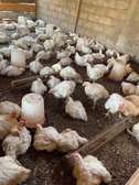 Poulets de chaire disponible