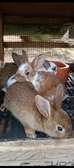 Couple Lapereaux lapin