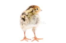 poussin caille de 4 jour
