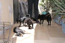 Chiots Chiwawa disponibles